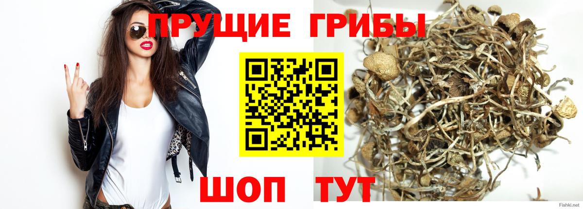 Псилоцибиновые грибы мицелий  Вход с VPN  Мценск 